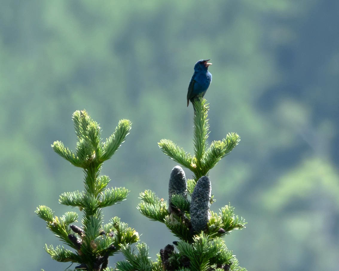 Indigo Bunting - ML620725036