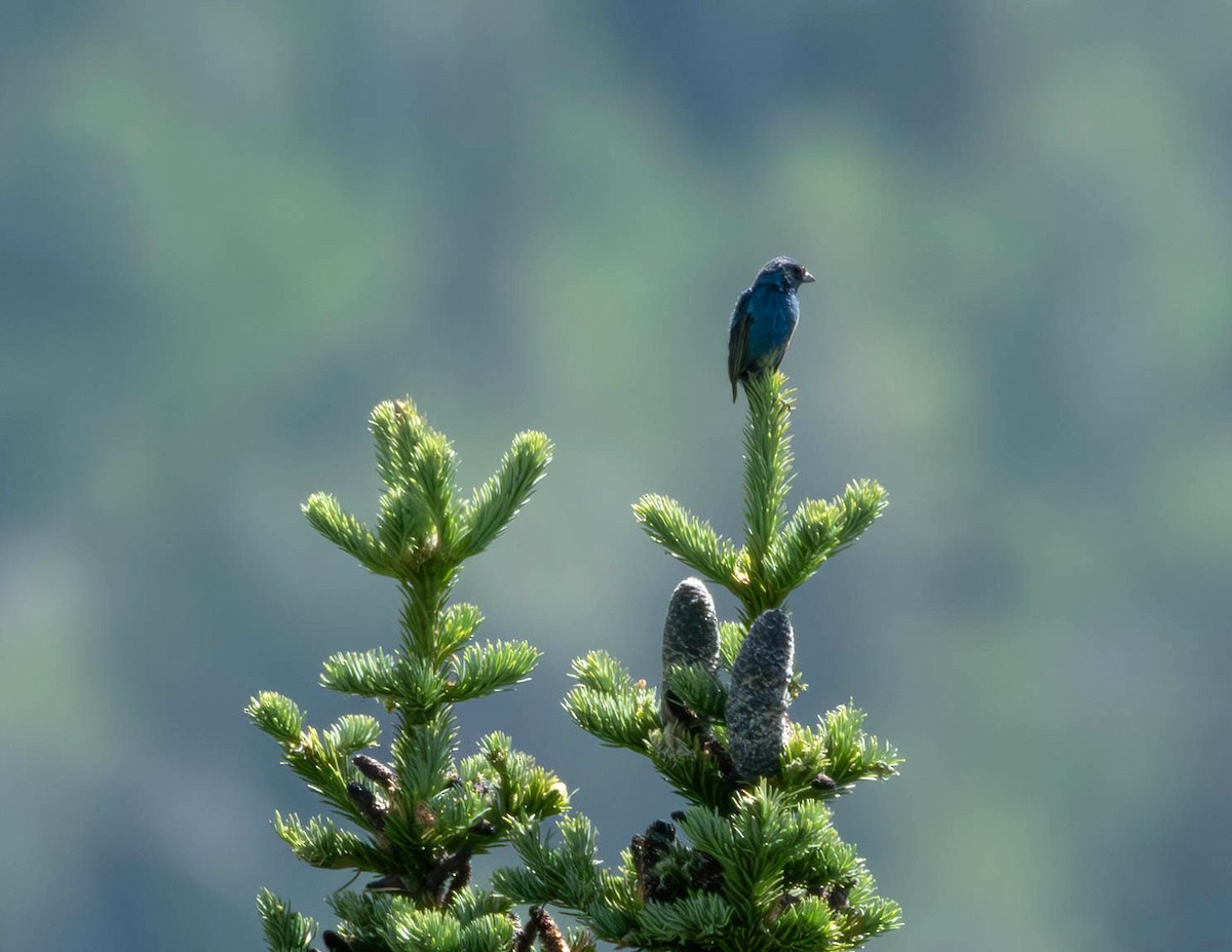 Indigo Bunting - ML620725037