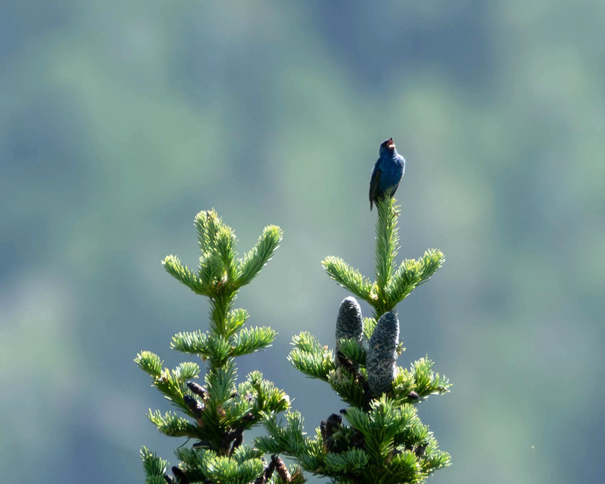 Indigo Bunting - ML620725038