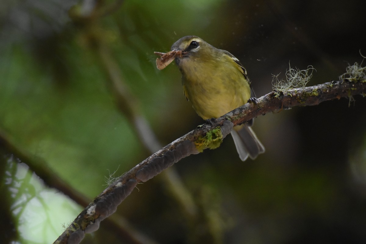 Brown-capped Vireo - ML620725039