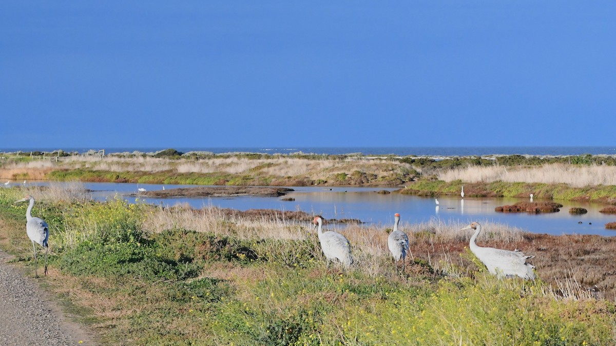 Grue brolga - ML620725041