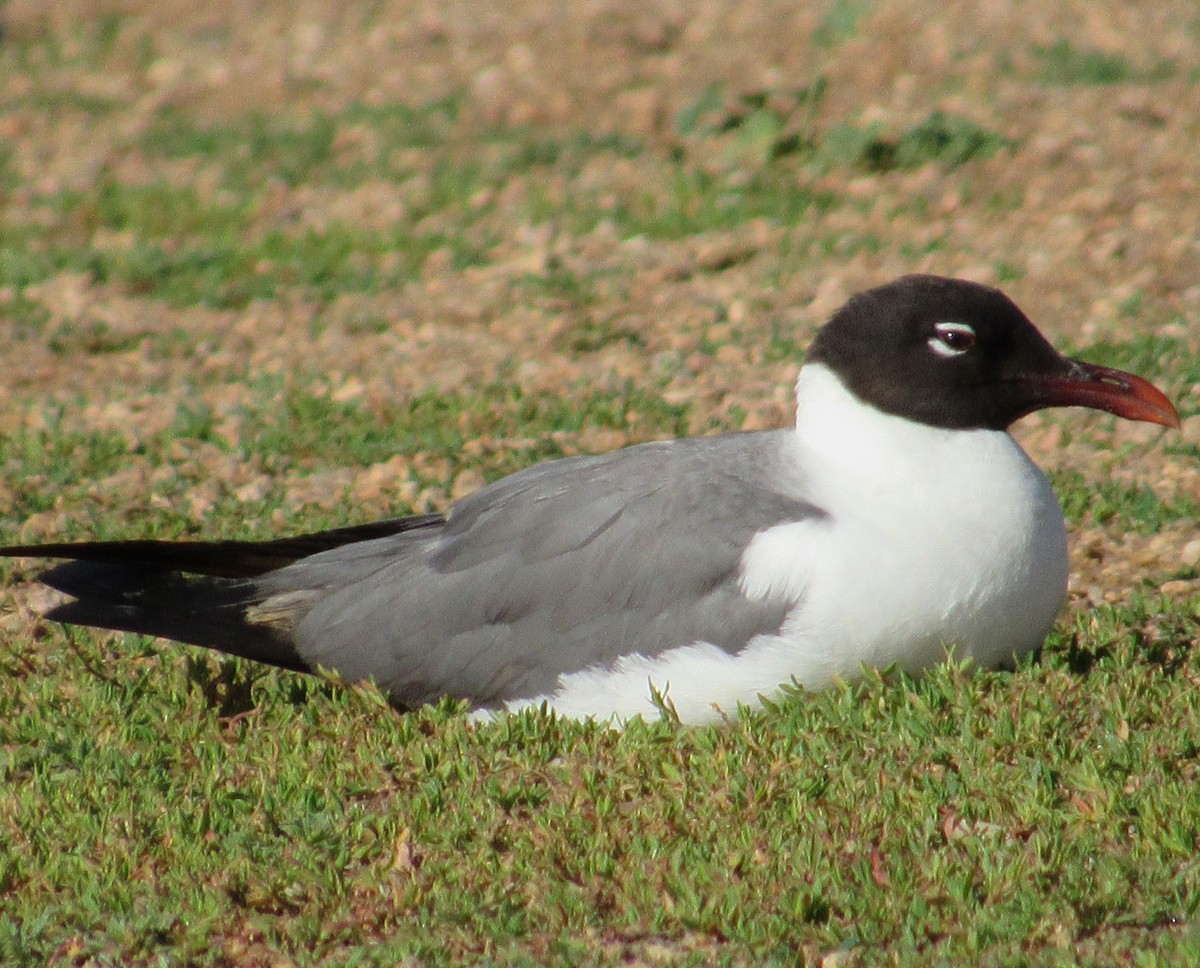 Laughing Gull - ML620725043