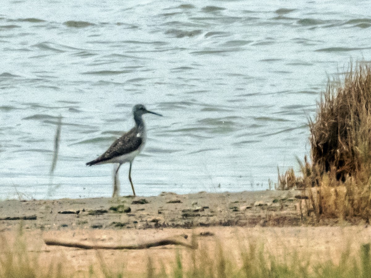 Lesser Yellowlegs - ML620725044