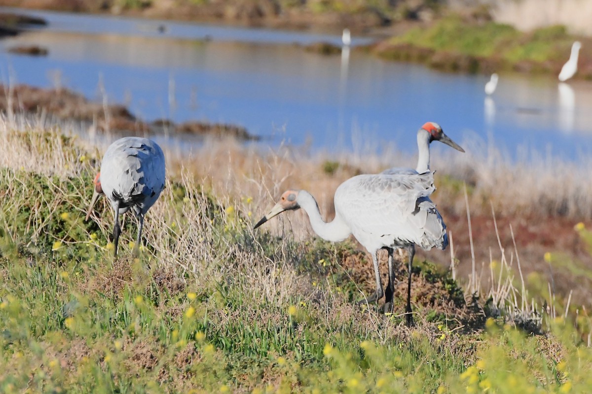 Grue brolga - ML620725045