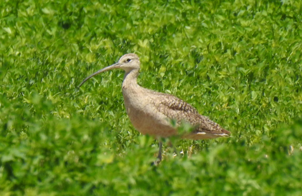 Long-billed Curlew - ML620725048