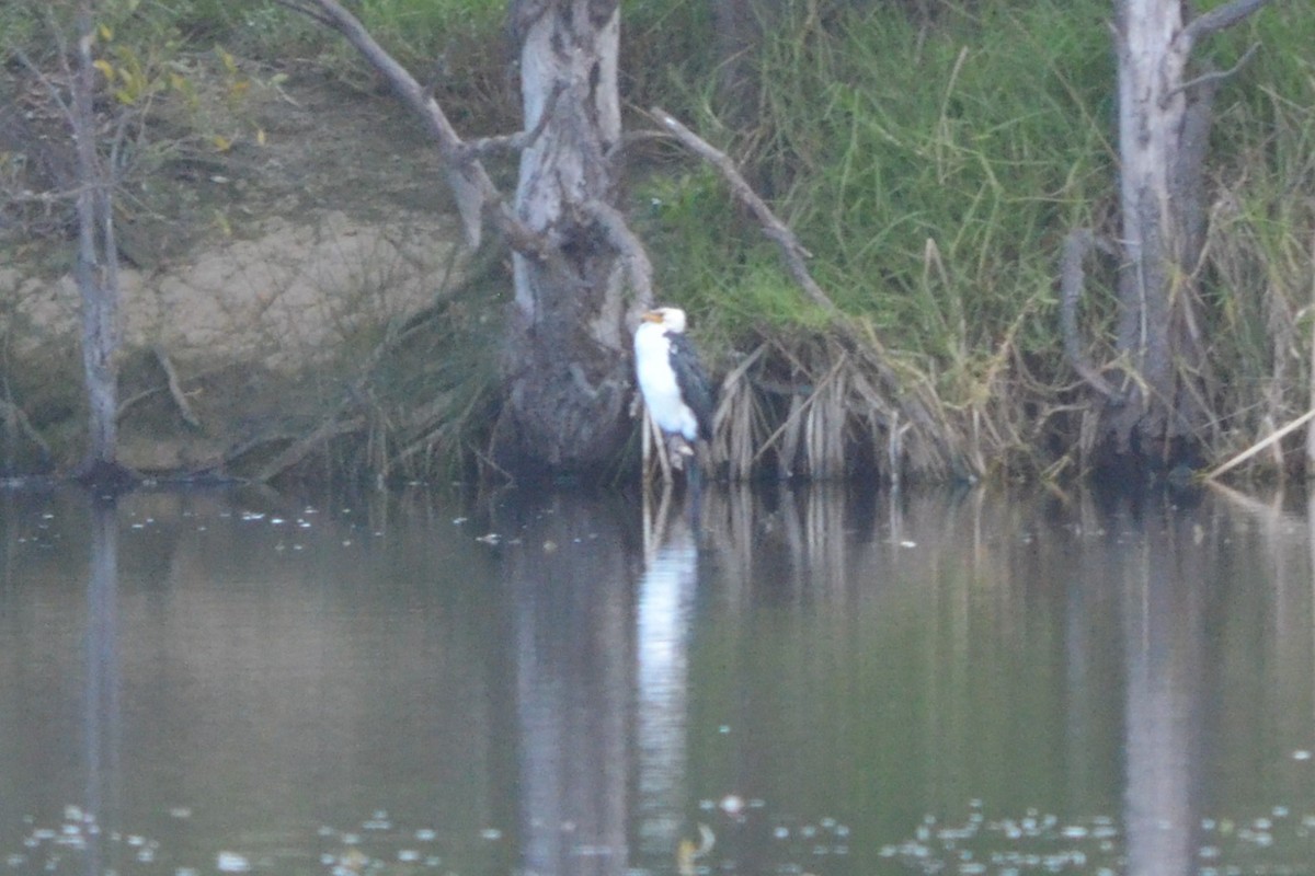 Little Pied Cormorant - ML620725050