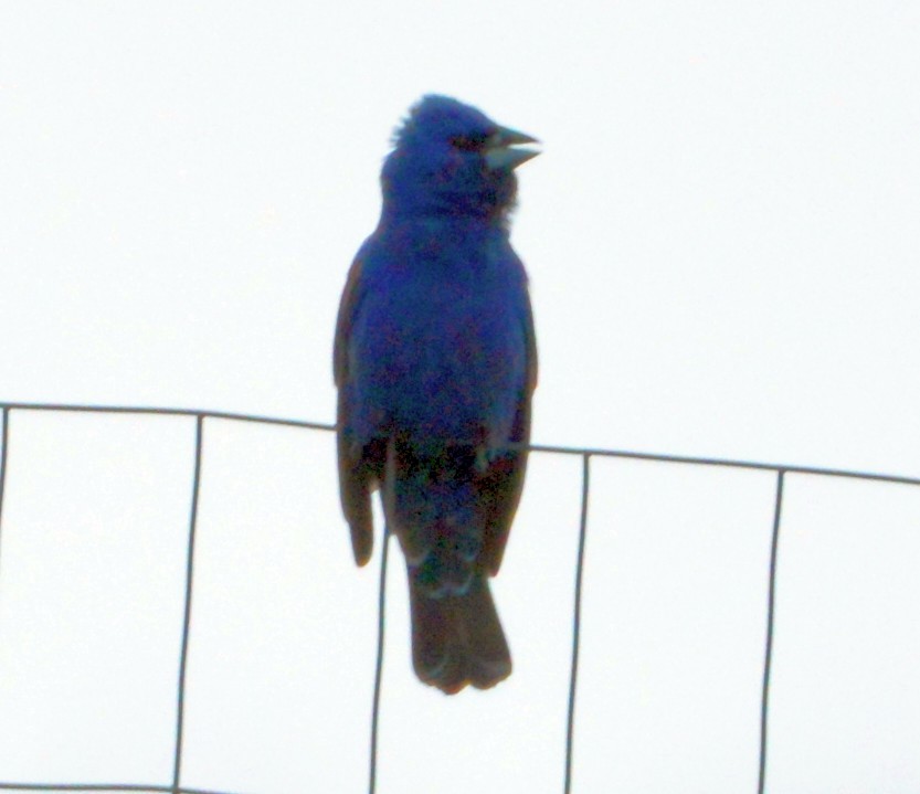 Blue Grosbeak - ML620725051