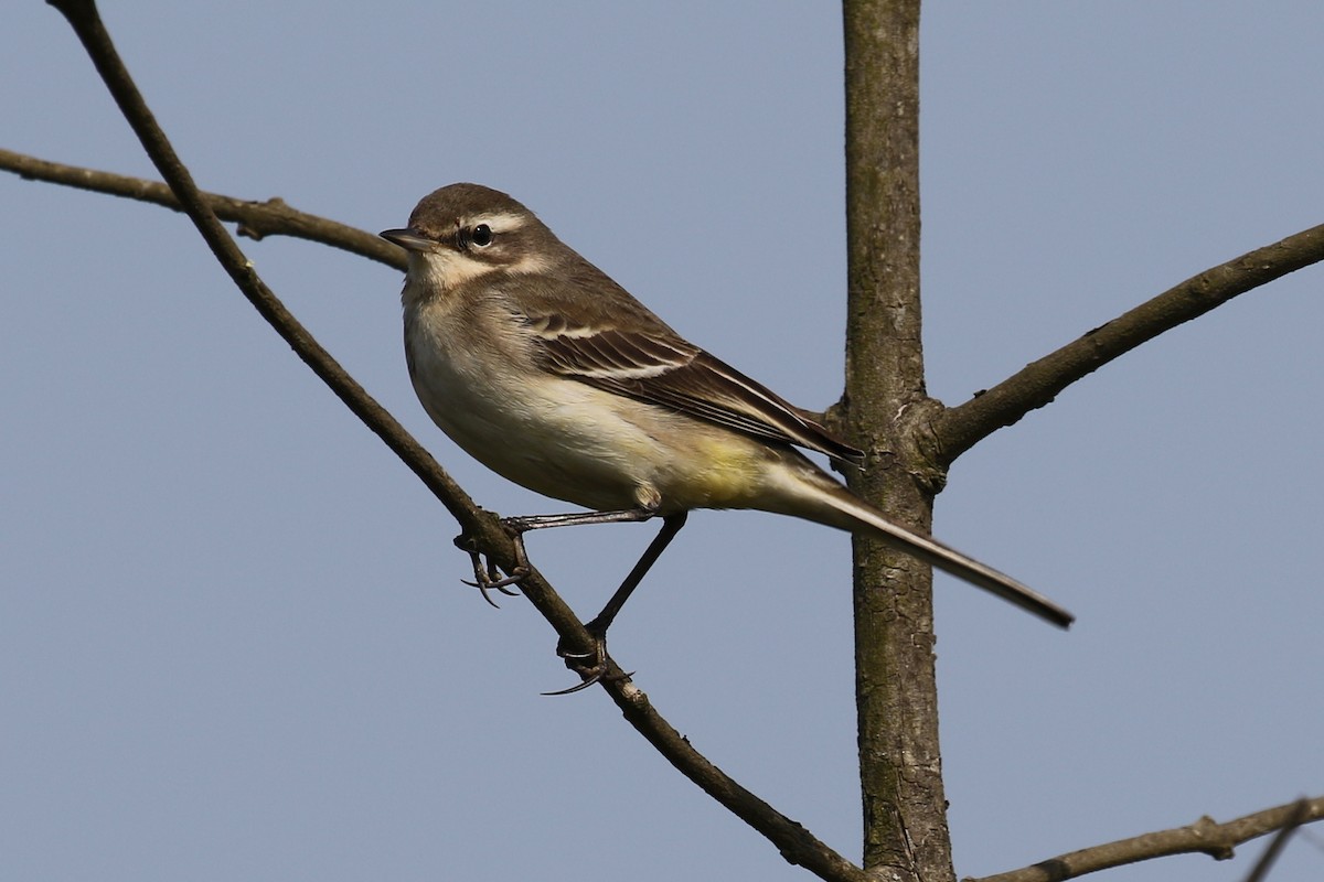 Western Yellow Wagtail - ML620725052