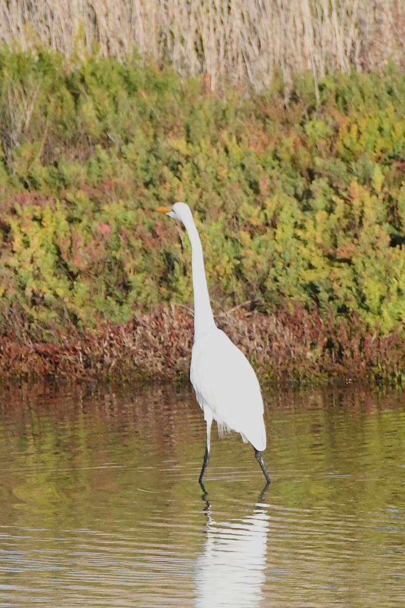 Great Egret - ML620725053