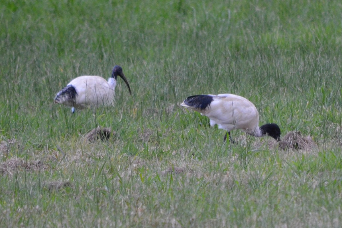 Ibis à cou noir - ML620725054