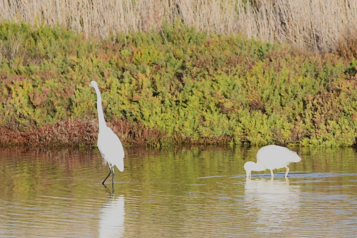 Yellow-billed Spoonbill - ML620725058