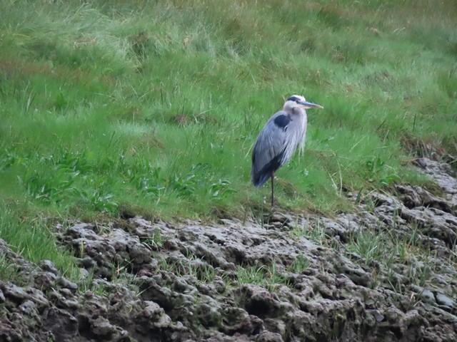 Great Blue Heron - Mary Conant