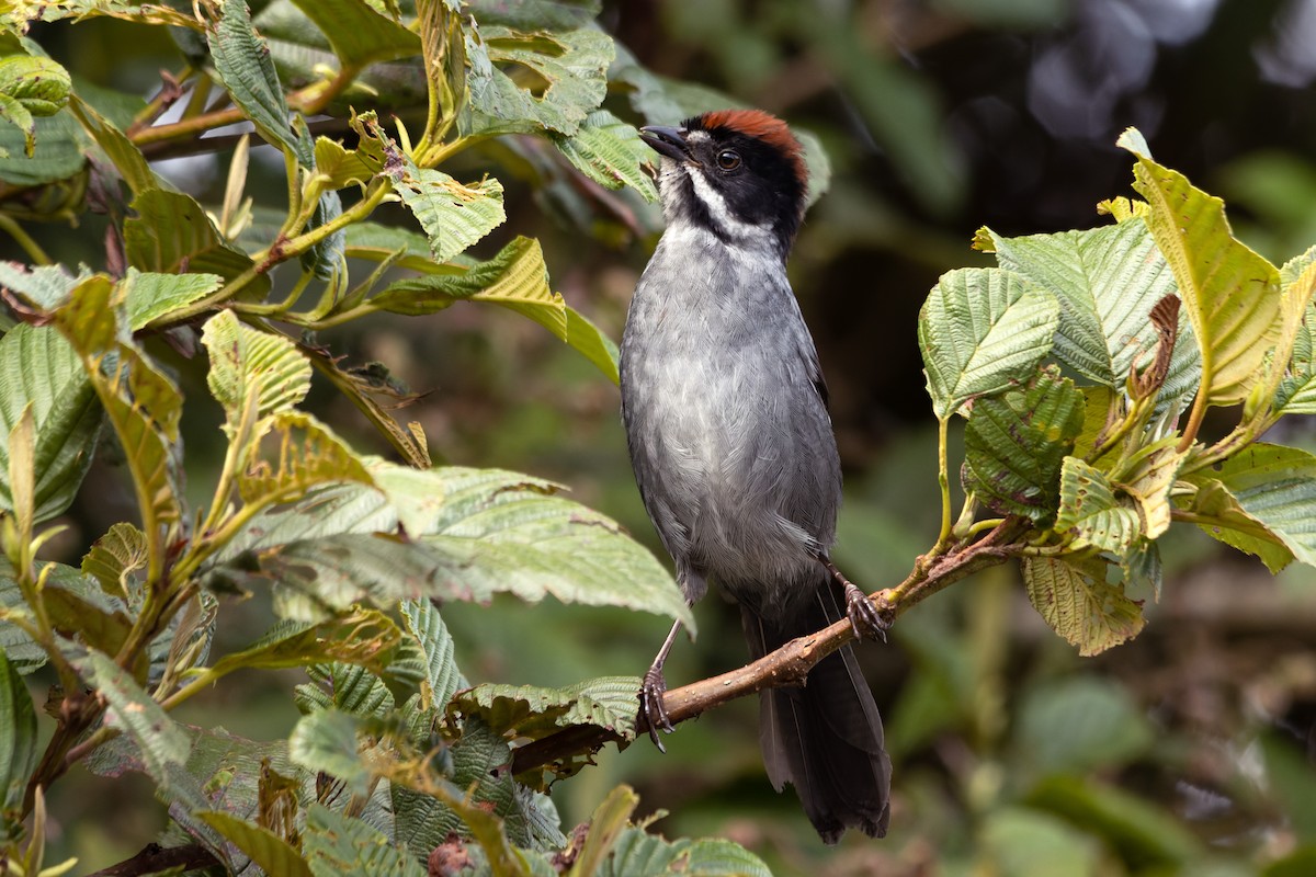 Slaty Brushfinch - ML620725062