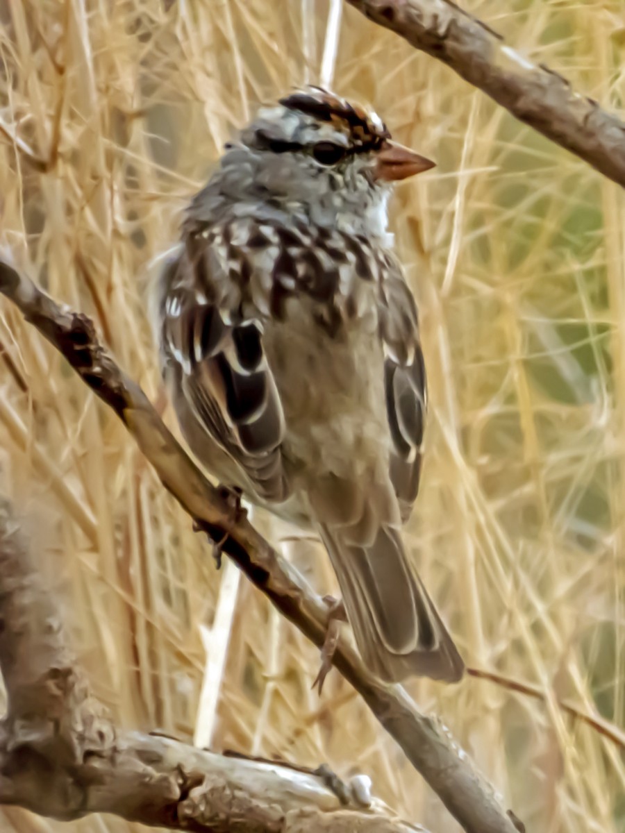 White-crowned Sparrow - Esther M Key