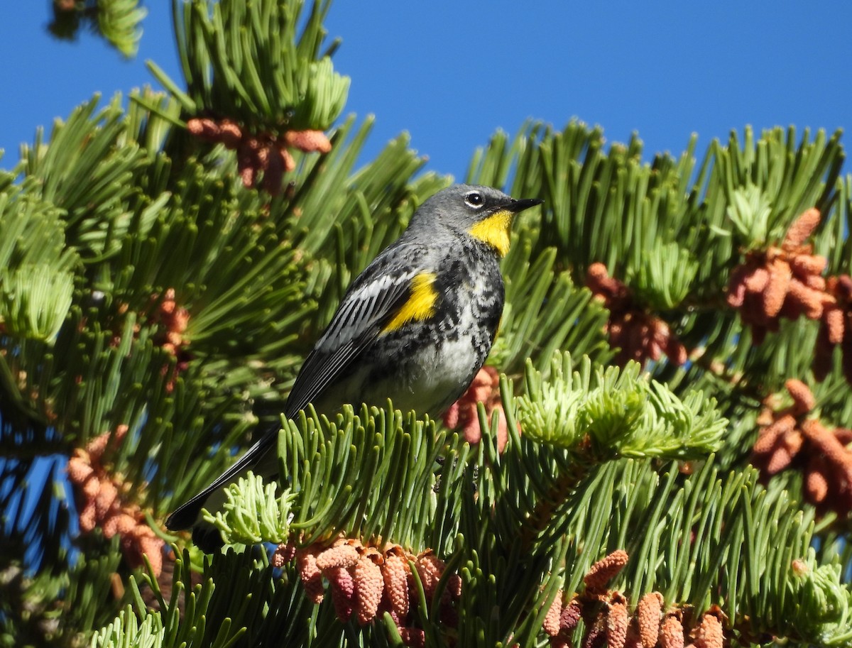 Yellow-rumped Warbler - Travis  Smith