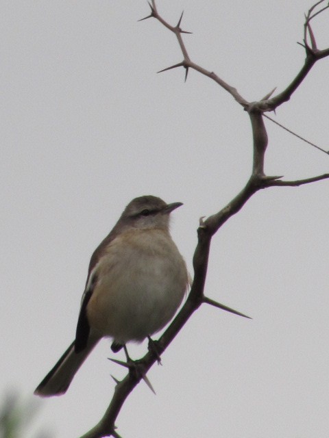 White-banded Mockingbird - ML620725069