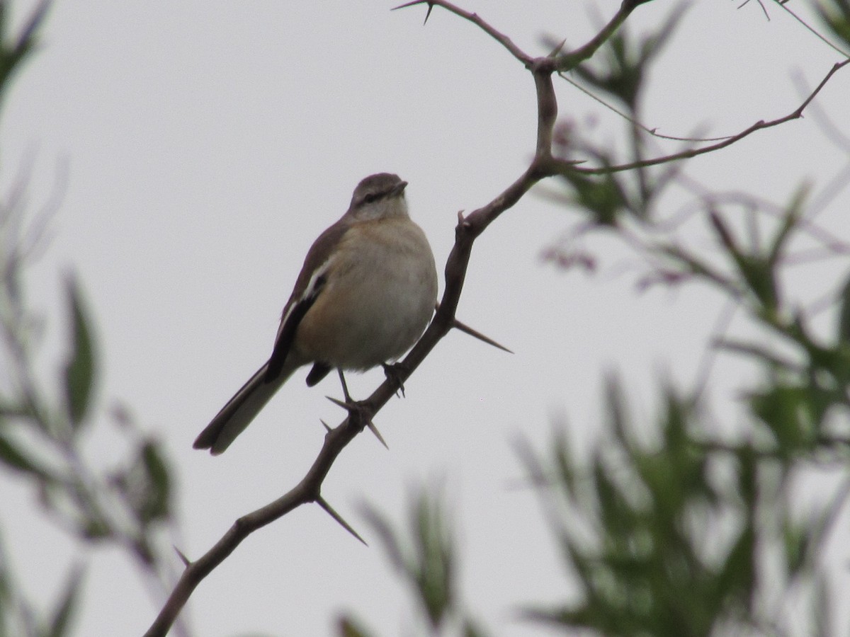 White-banded Mockingbird - ML620725070
