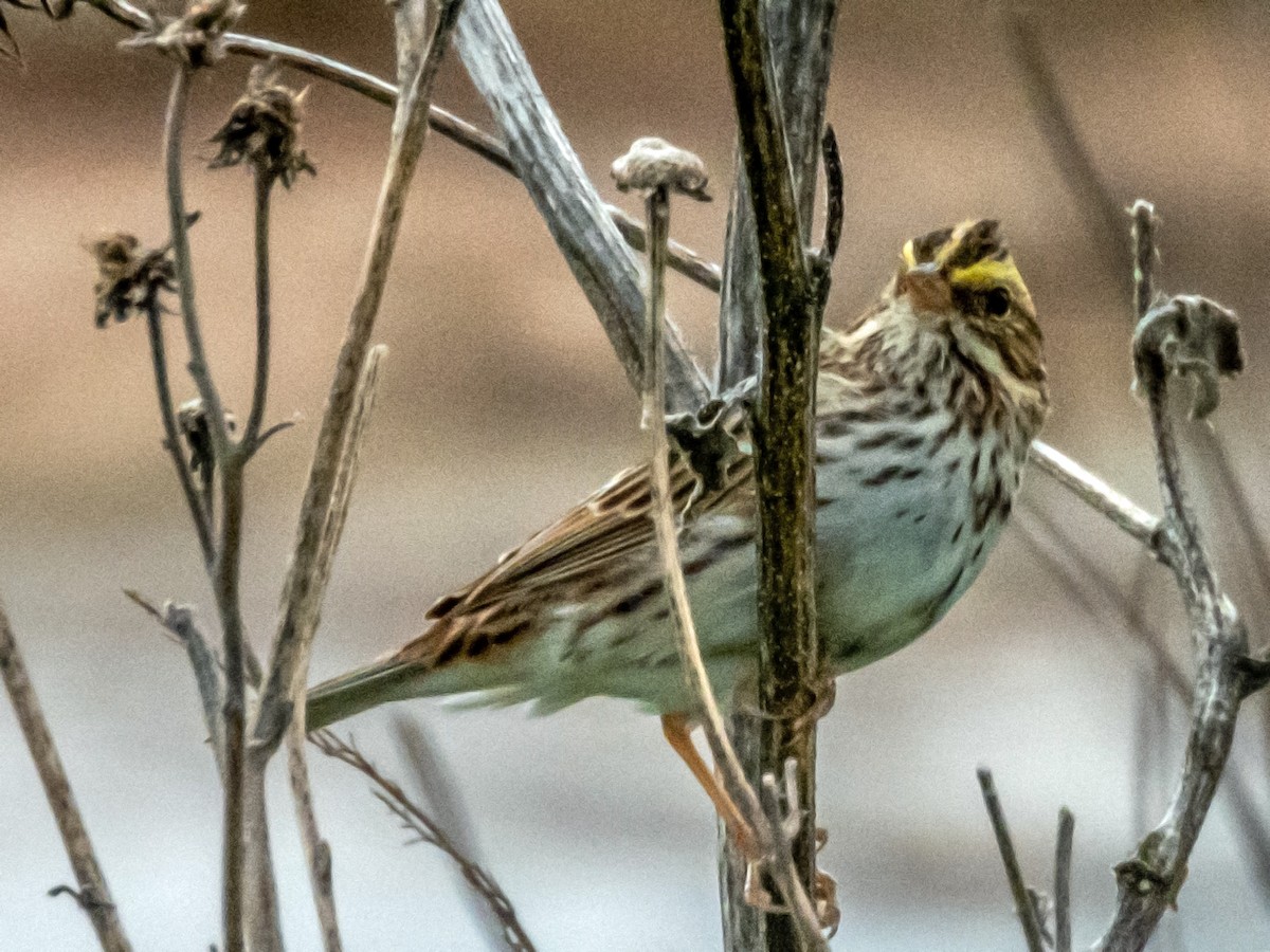Savannah Sparrow - ML620725075