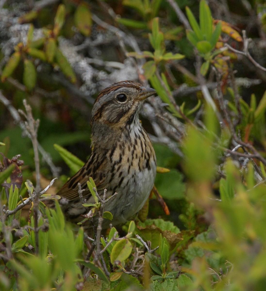 Lincoln's Sparrow - Woody Gillies