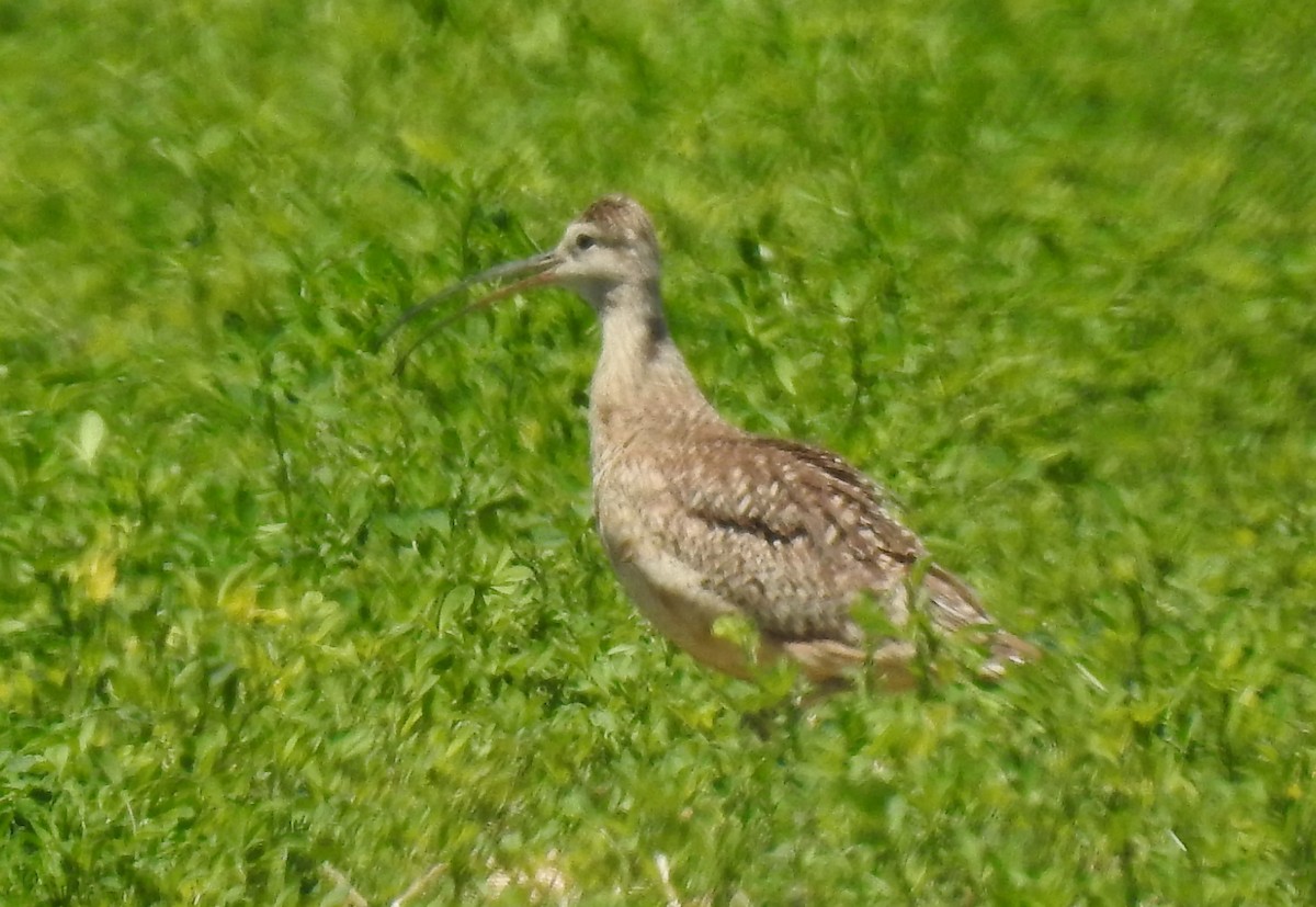 Long-billed Curlew - ML620725083