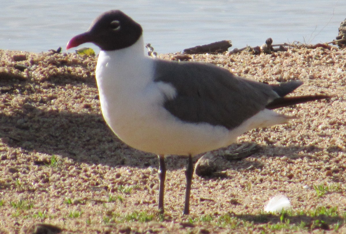 Mouette atricille - ML620725085