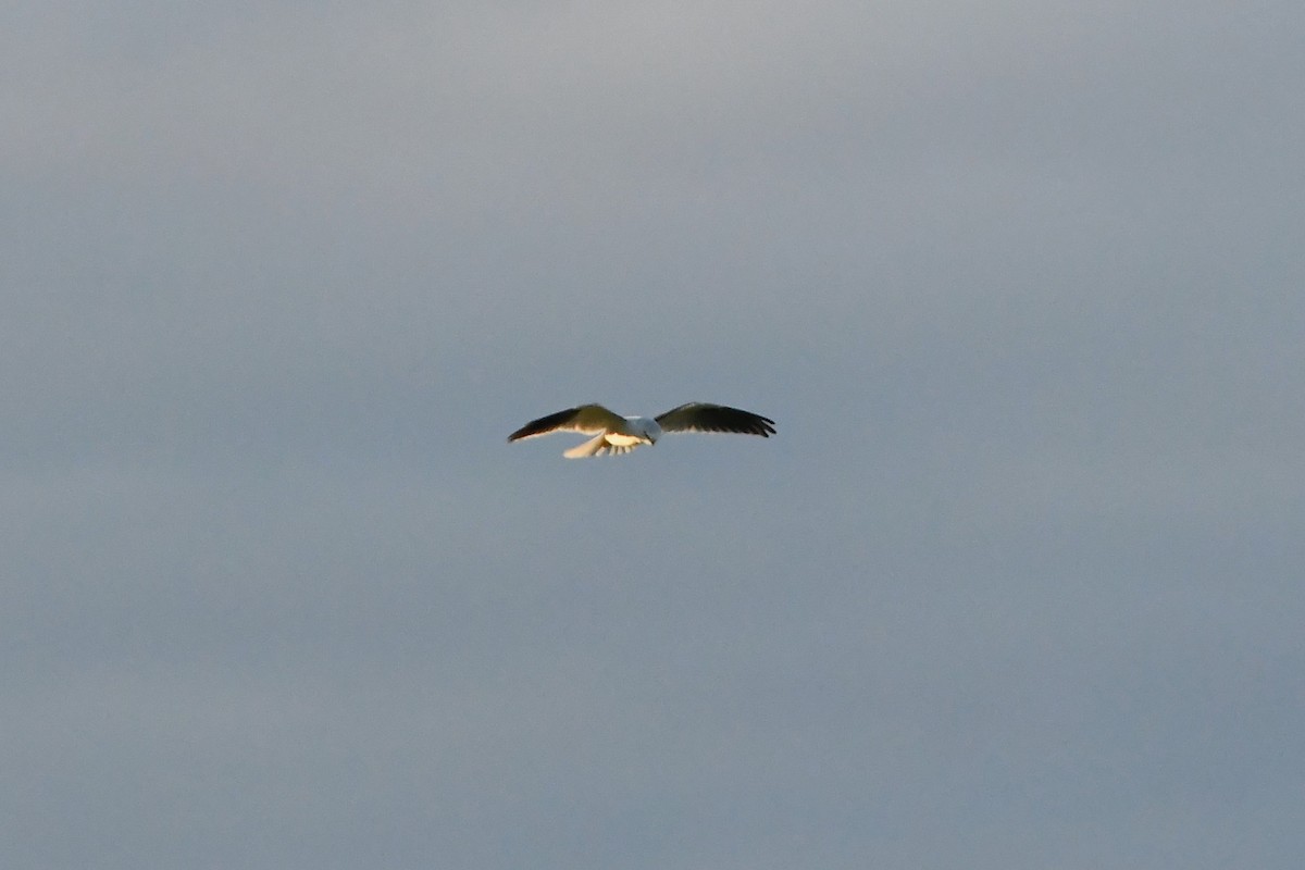 Black-shouldered Kite - ML620725089