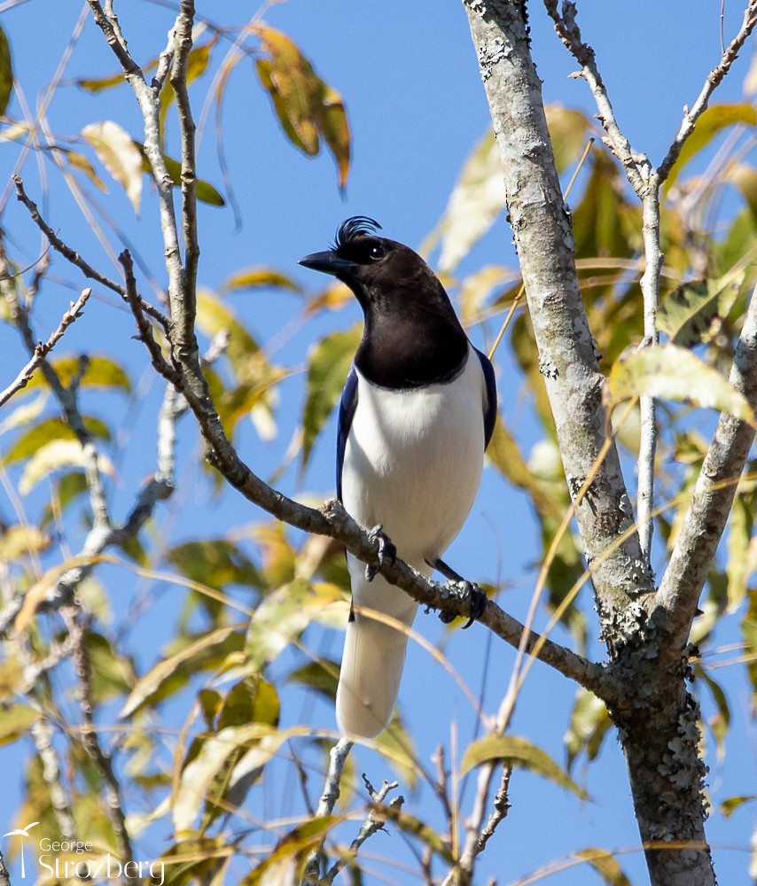 Curl-crested Jay - ML620725093