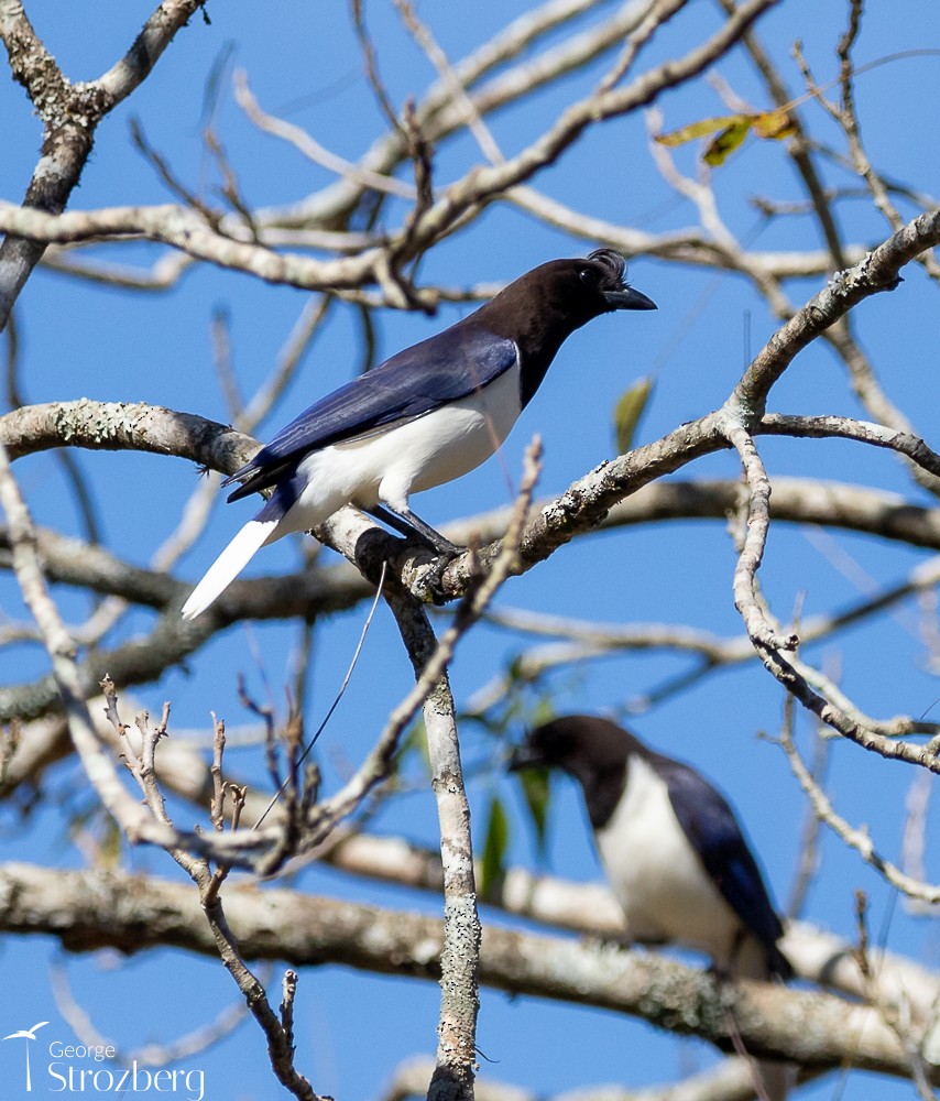 Curl-crested Jay - ML620725094