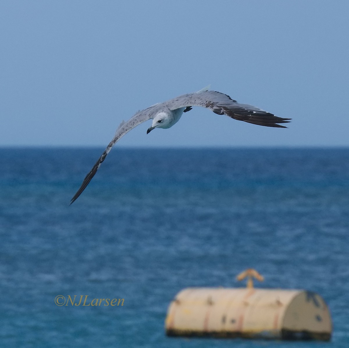 Audouin's Gull - ML620725097