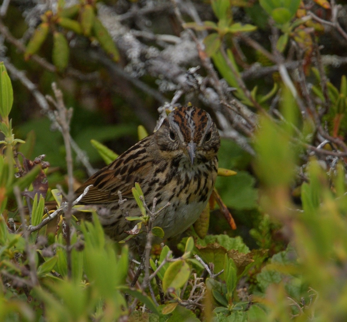 Lincoln's Sparrow - ML620725098