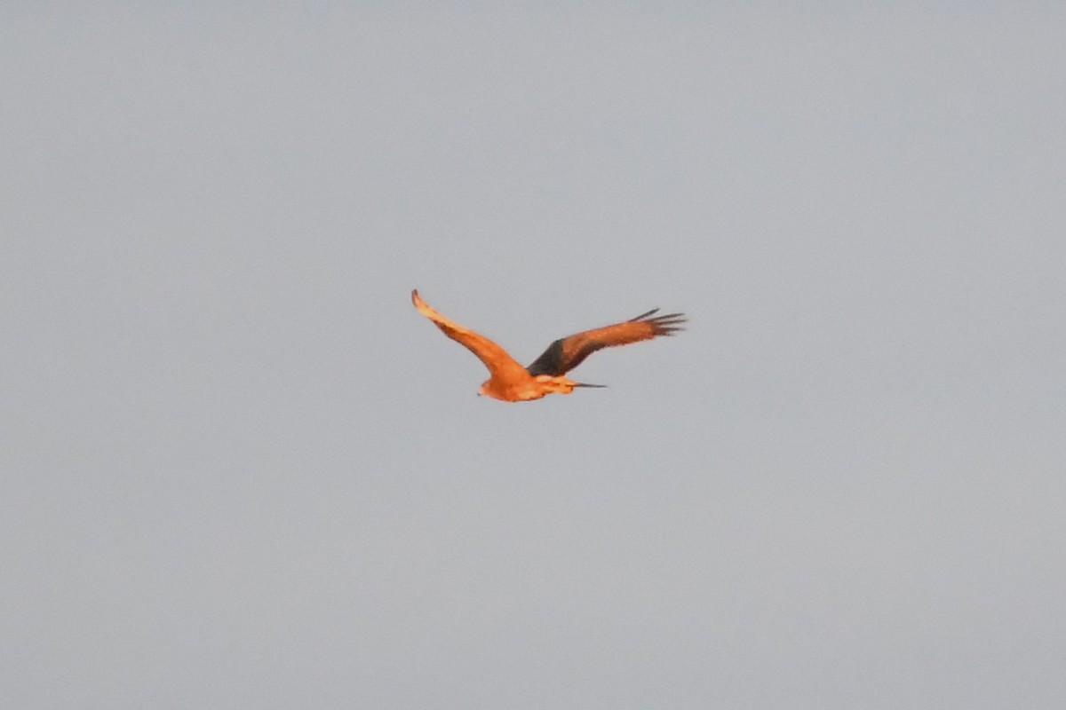 Aguilucho Lagunero del Pacífico - ML620725104