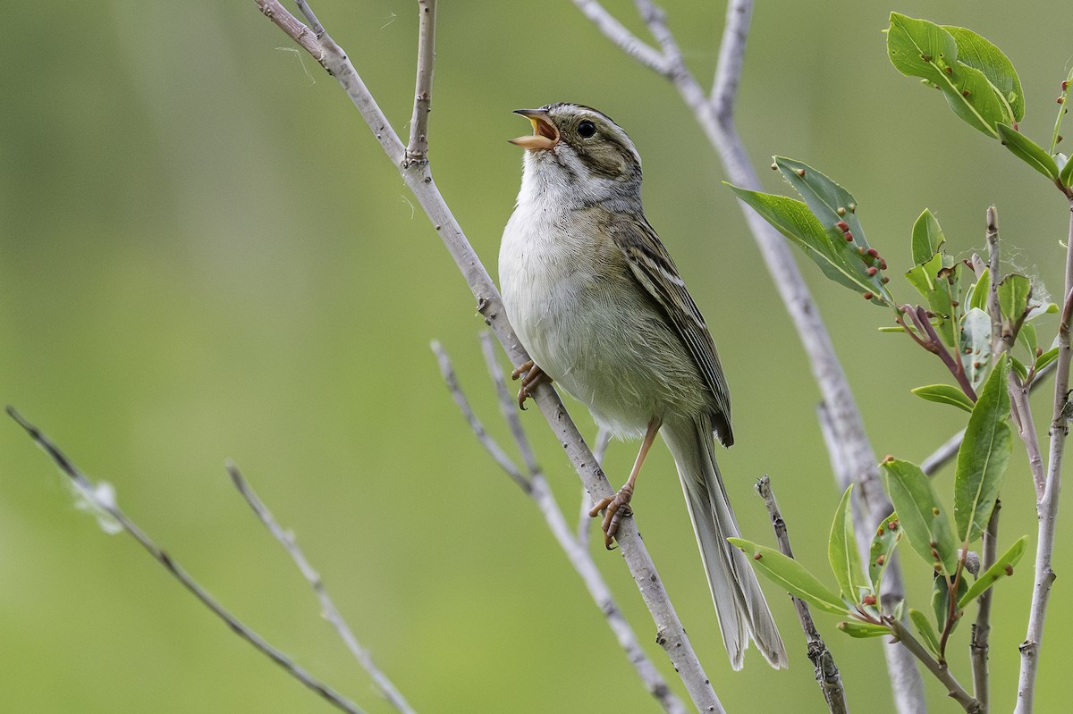 Clay-colored Sparrow - ML620725107