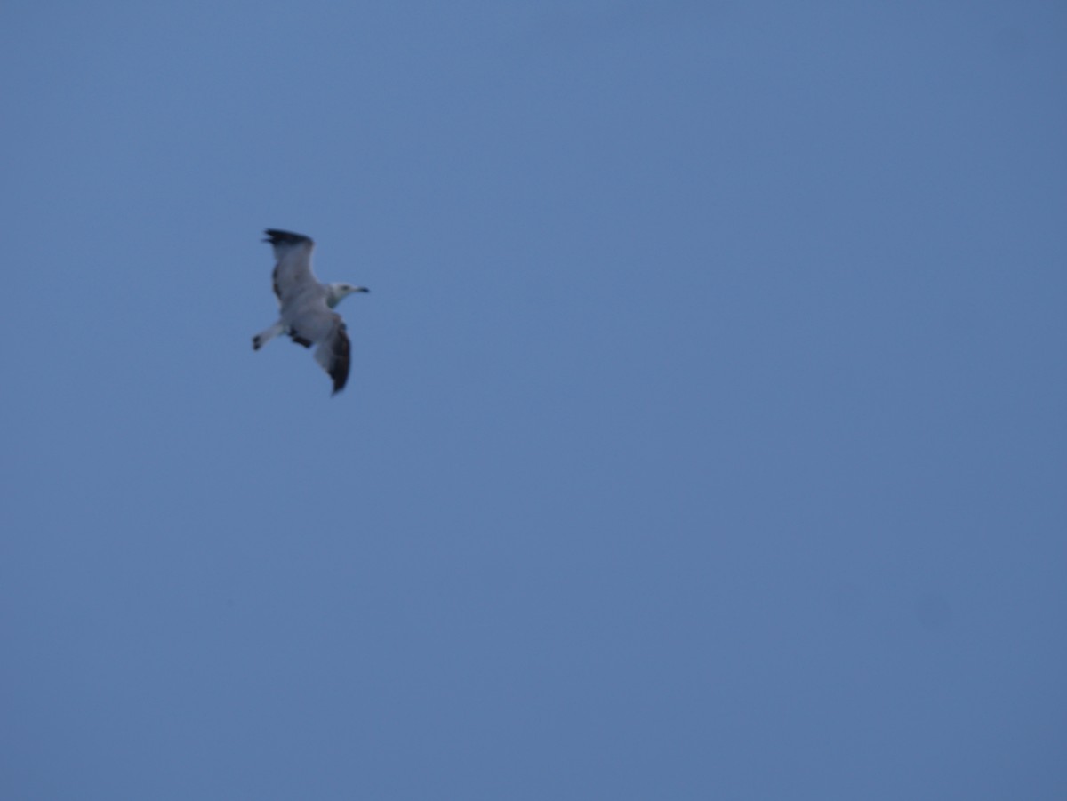 Audouin's Gull - Niels  Larsen