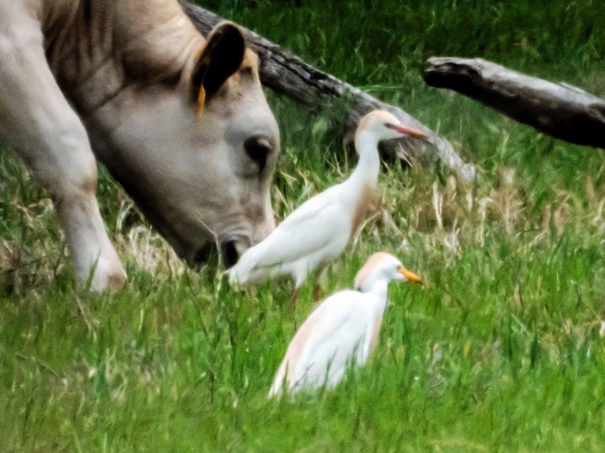 Western Cattle Egret - ML620725139