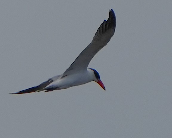 Caspian Tern - ML620725140