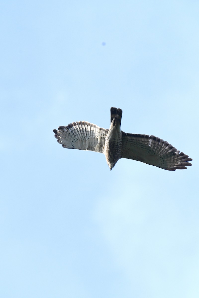 Broad-winged Hawk - ML620725146