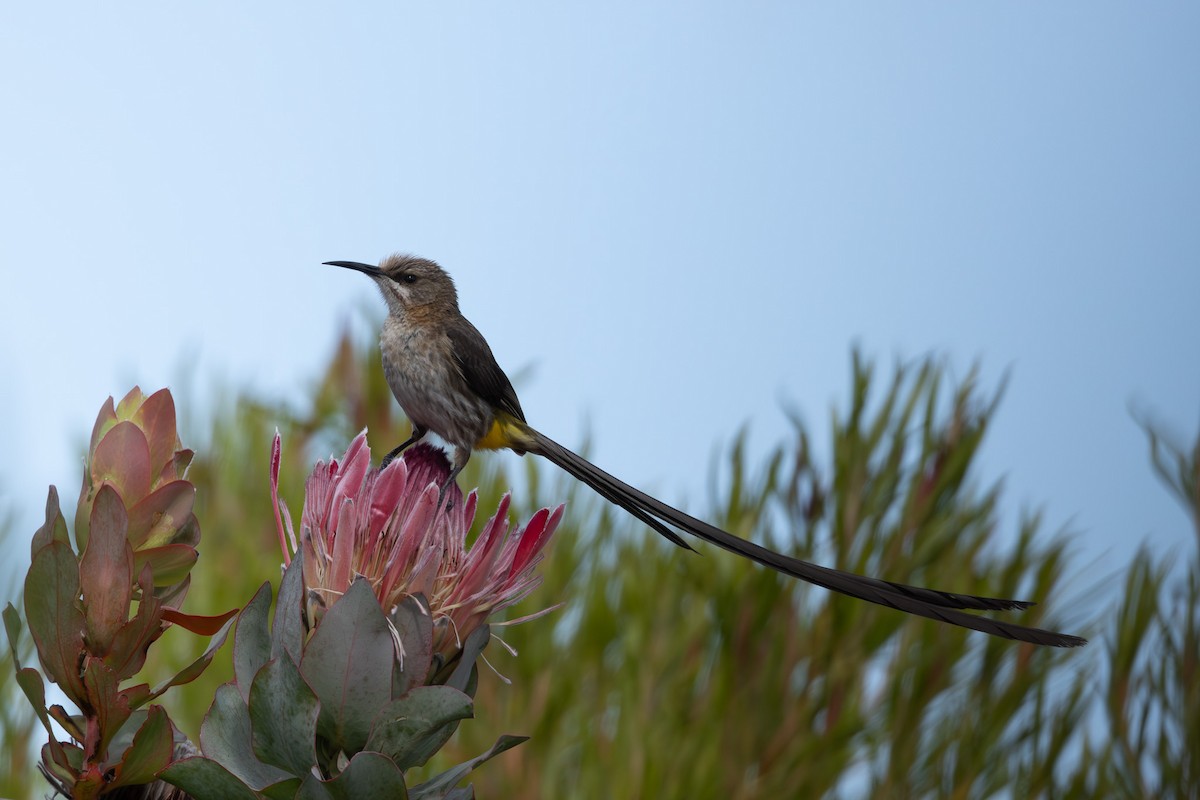 Kaphonigvogel - ML620725147