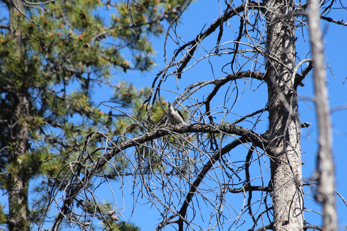 Hairy Woodpecker - ML620725162