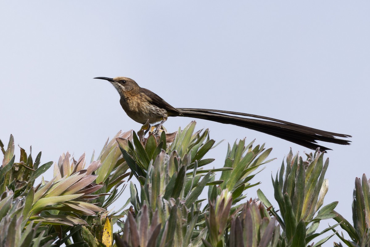 Cape Sugarbird - ML620725185