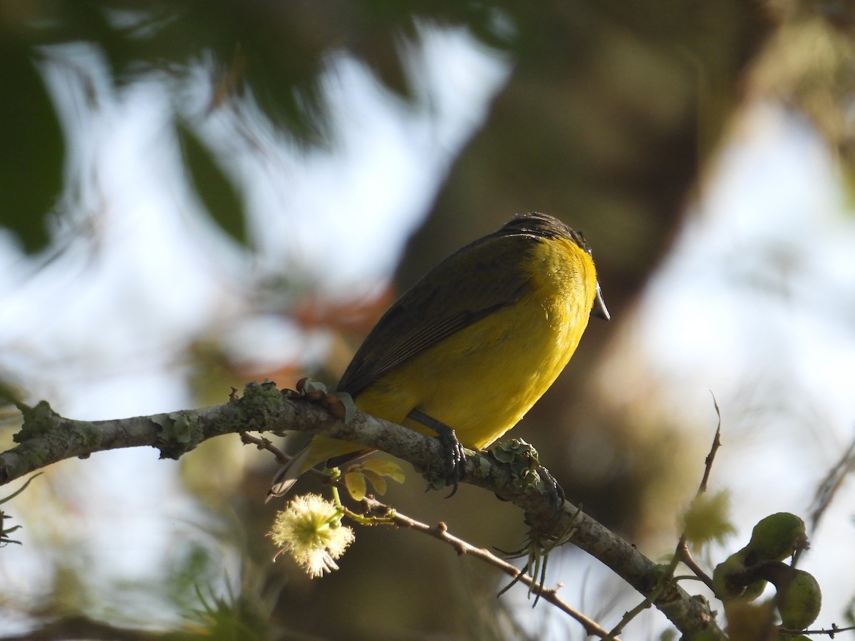 Thick-billed Euphonia - ML620725188