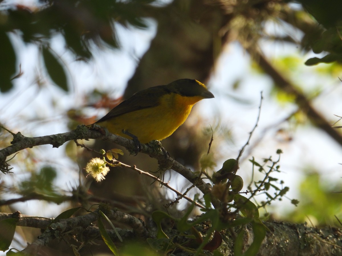 Thick-billed Euphonia - Juan Ramírez