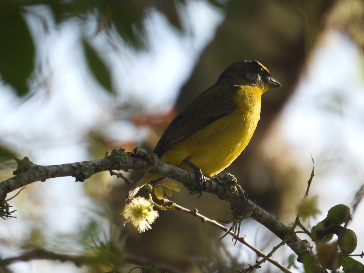 Thick-billed Euphonia - ML620725193