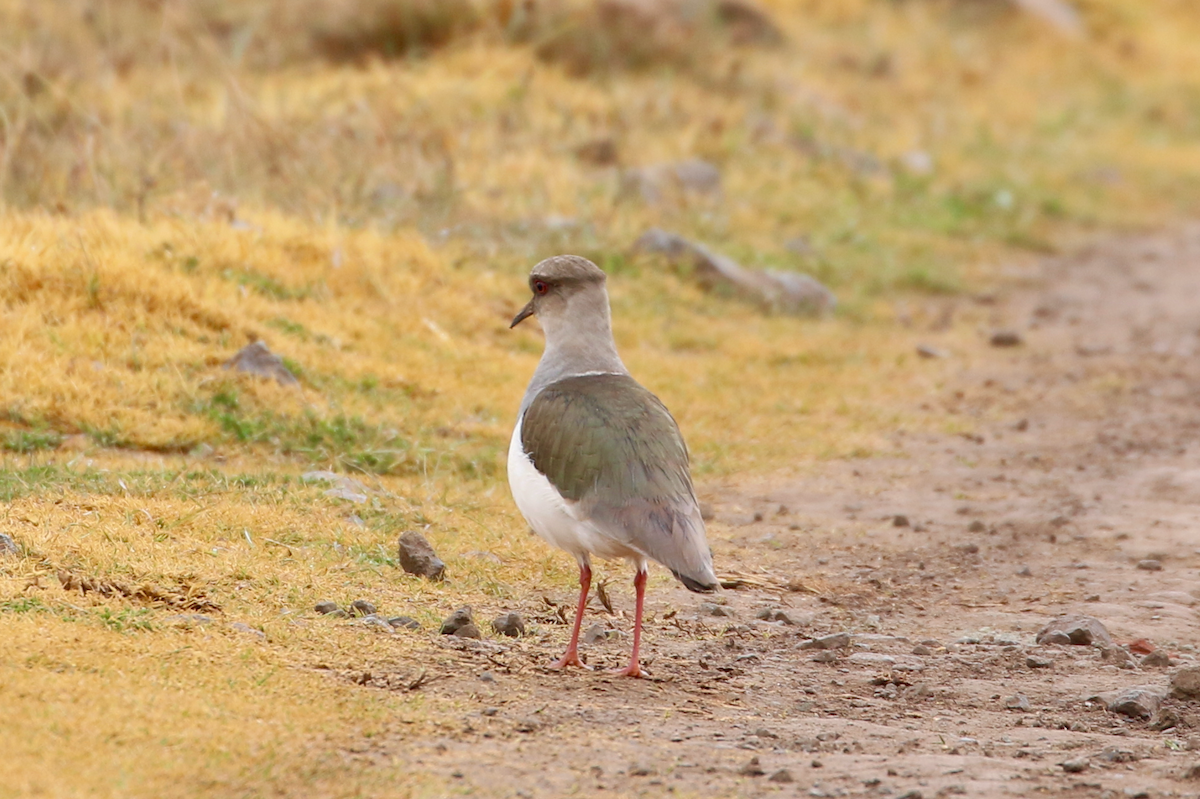 Andean Lapwing - ML620725197