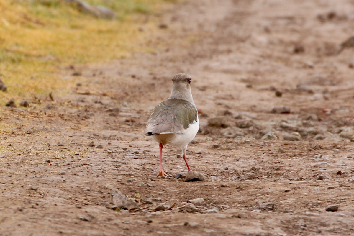 Andean Lapwing - ML620725198