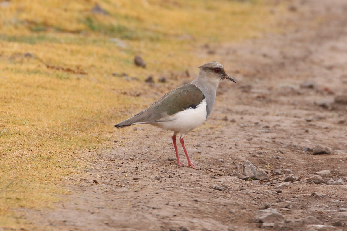Andean Lapwing - ML620725199
