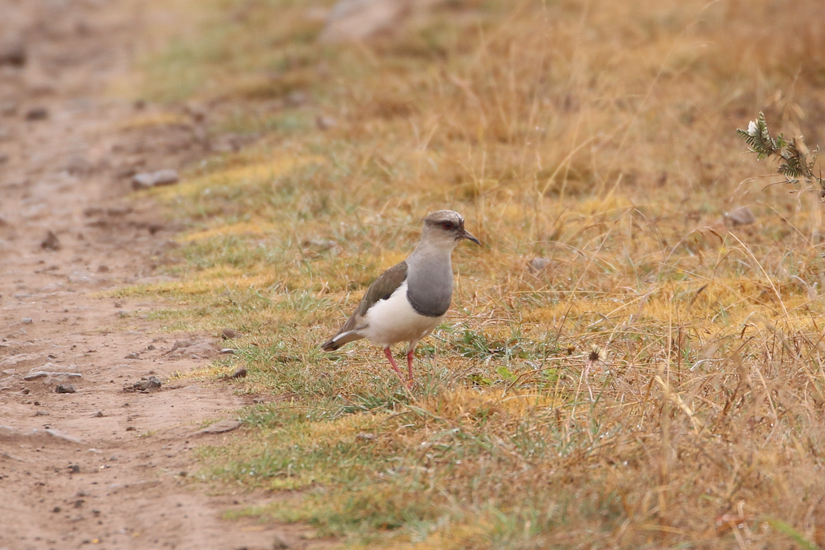 Andean Lapwing - Matthew Eisenson