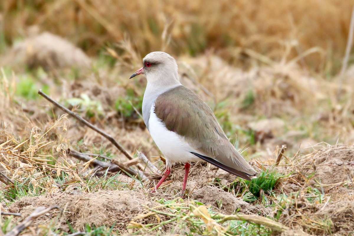 Andean Lapwing - ML620725202