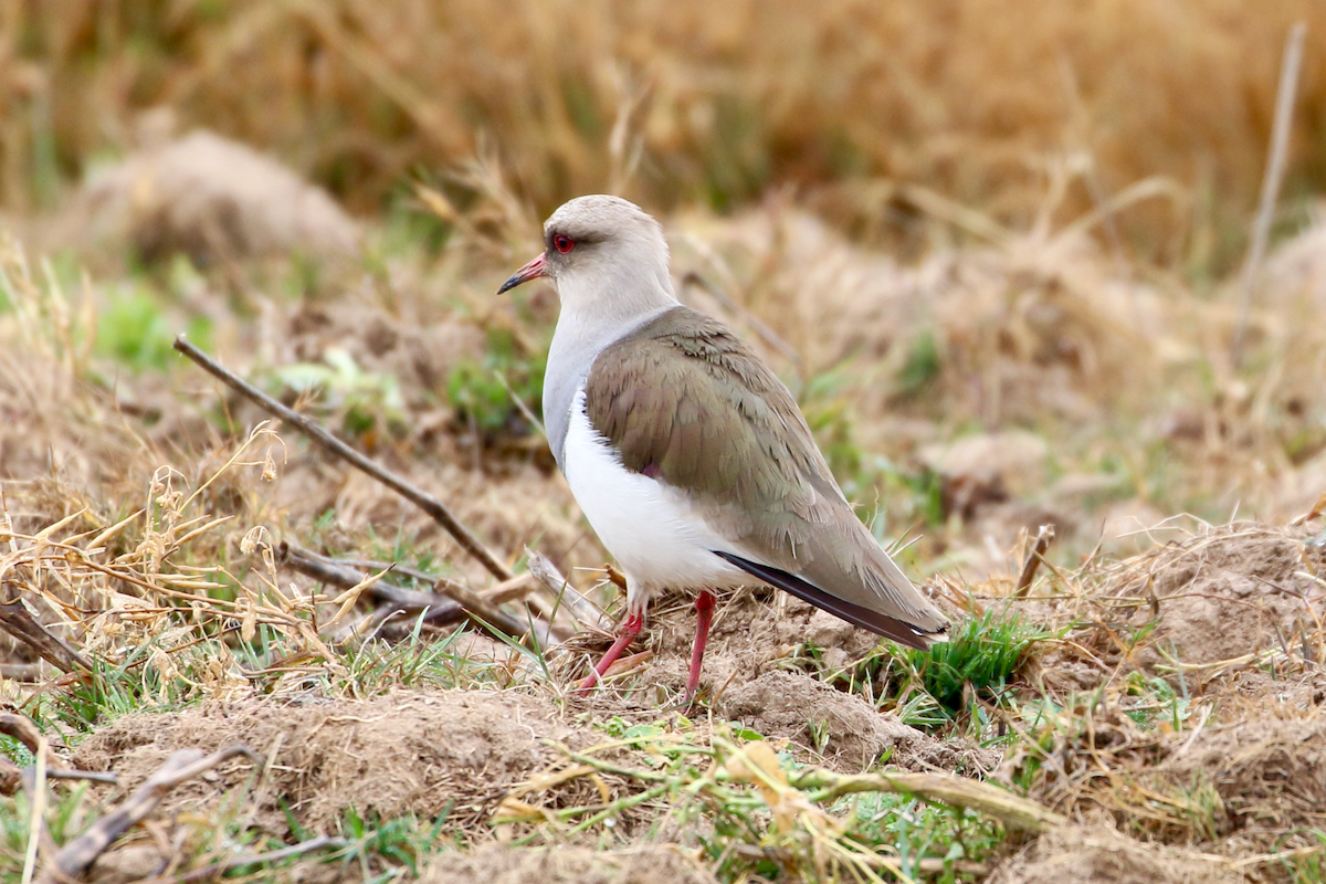 Andean Lapwing - Matthew Eisenson