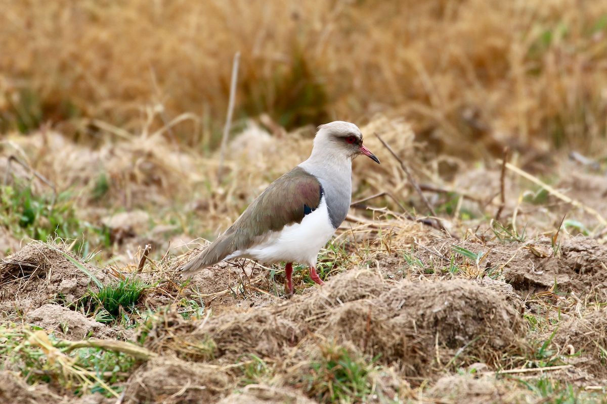 Andean Lapwing - ML620725204