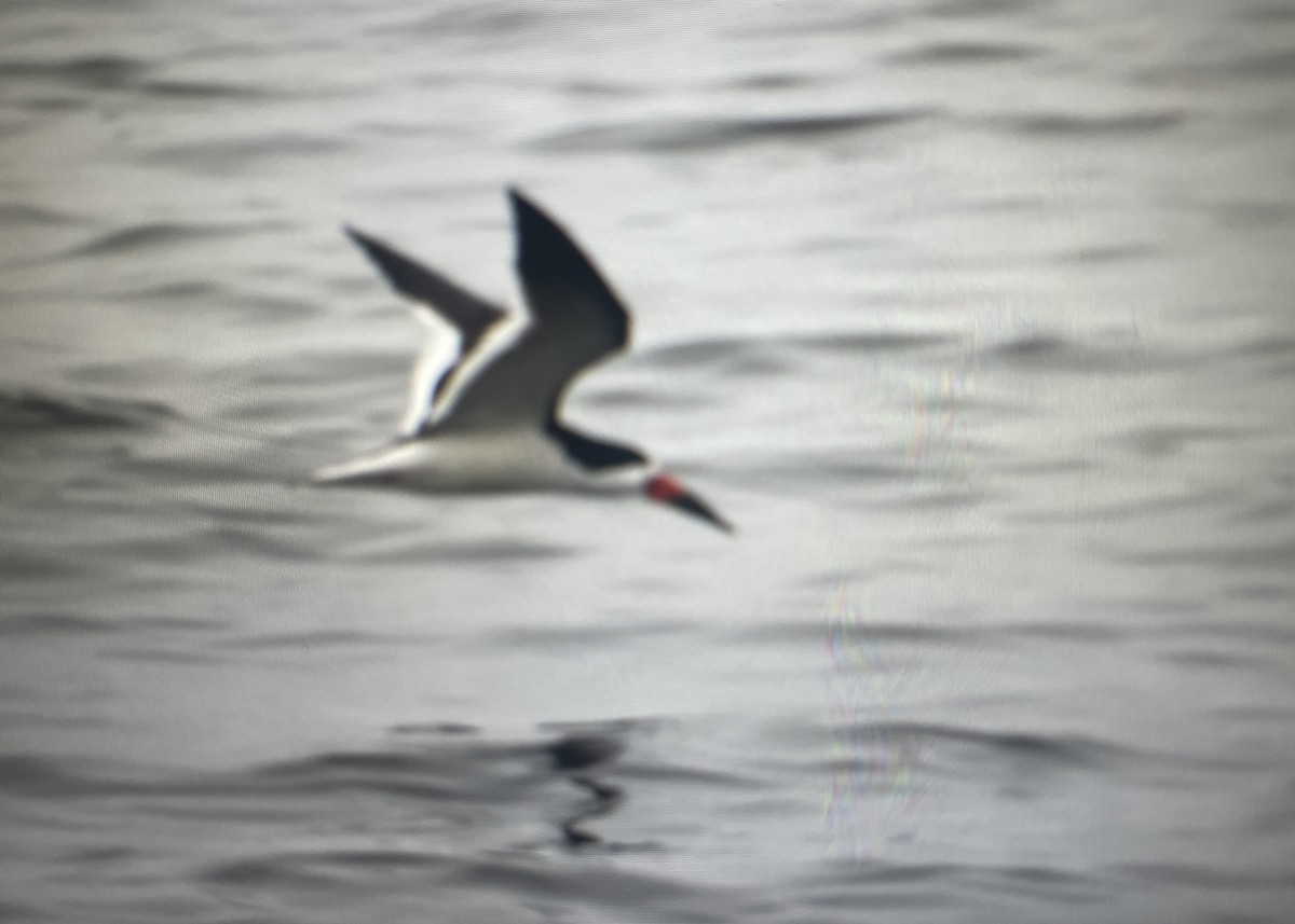 Black Skimmer - ML620725208